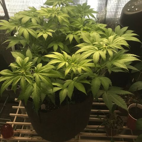 Granddaddy purple growlog timeline photo