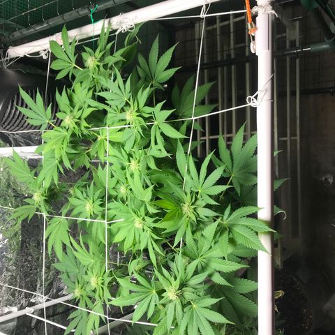 Granddaddy purple growlog timeline photo