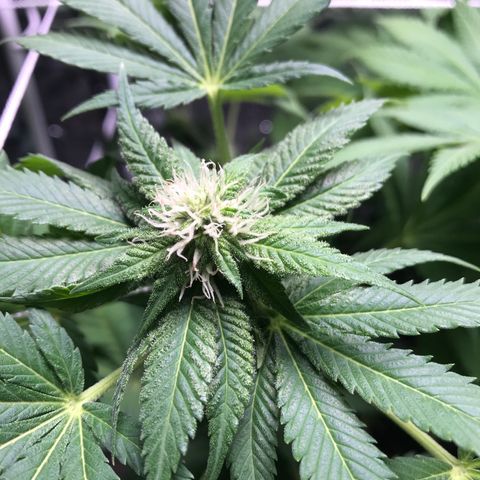 Granddaddy purple growlog timeline photo