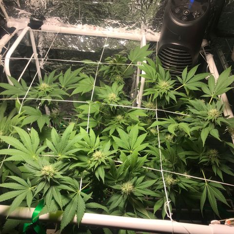 Granddaddy purple growlog timeline photo