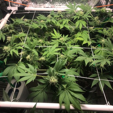 Granddaddy purple growlog timeline photo