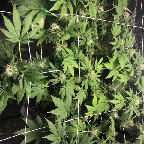 Granddaddy purple growlog timeline photo