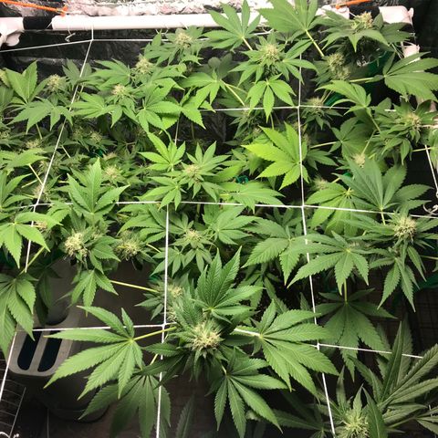 Granddaddy purple growlog timeline photo