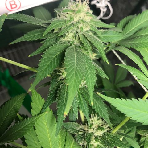 Granddaddy purple growlog timeline photo