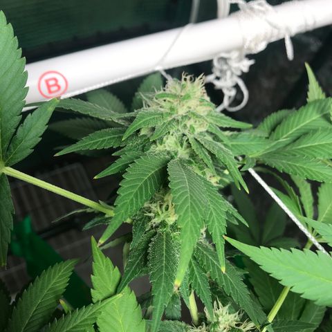 Granddaddy purple growlog timeline photo
