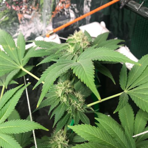 Granddaddy purple growlog timeline photo