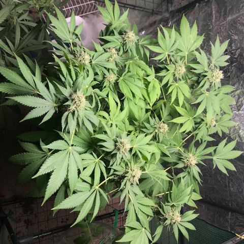 Granddaddy purple growlog timeline photo