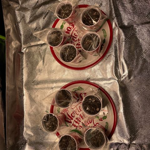 Pineapple Chunk growlog photo: Seeds planted in Foxfarms happy frog