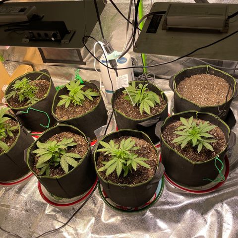 Pineapple Chunk growlog photo: Fertilized with fox farm grow big