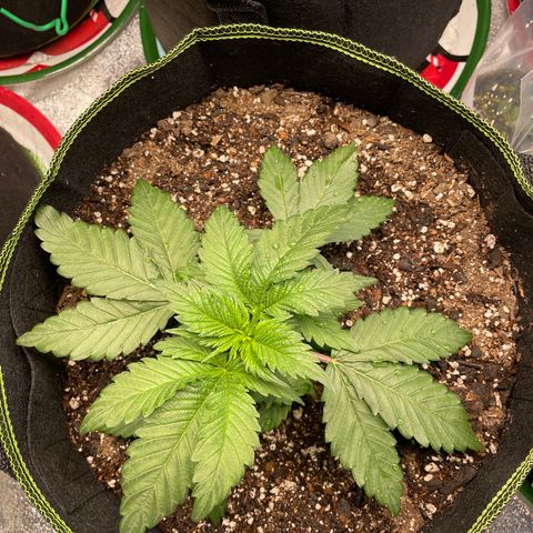 Pineapple Chunk growlog timeline photo