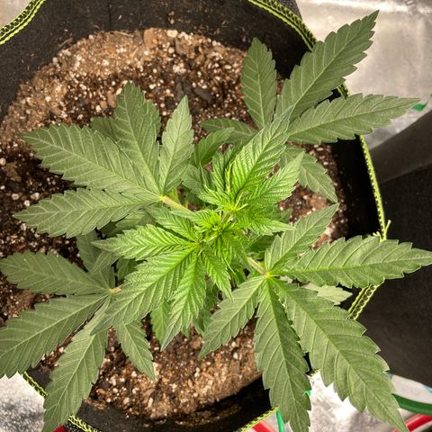 Pineapple Chunk growlog timeline photo