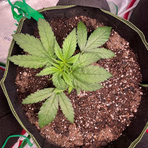 Pineapple Chunk growlog timeline photo