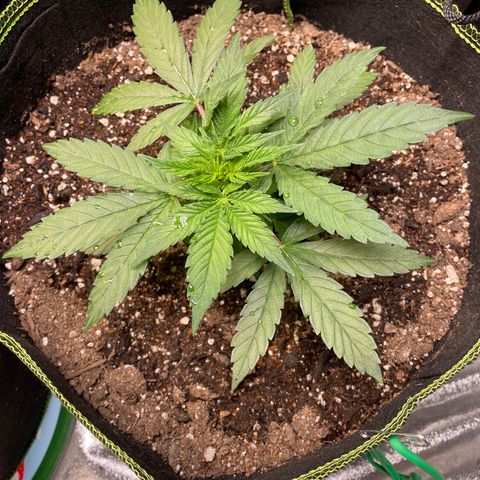 Pineapple Chunk growlog timeline photo