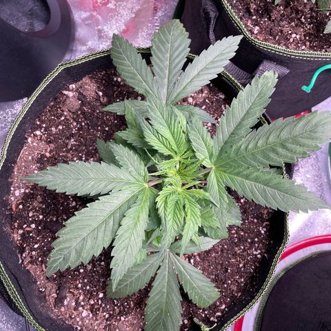 Pineapple Chunk growlog timeline photo