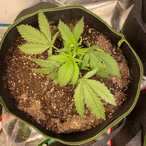 Pineapple Chunk growlog timeline photo