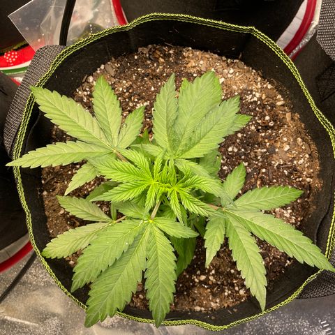 Pineapple Chunk growlog timeline photo