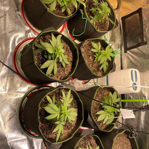 Pineapple Chunk growlog timeline photo