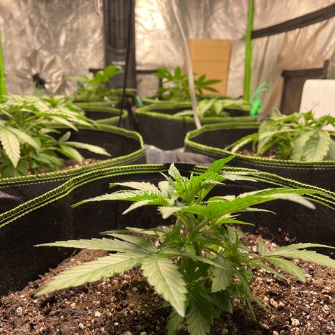 Pineapple Chunk growlog timeline photo