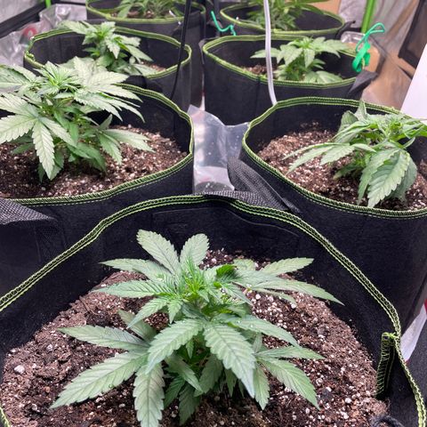 Pineapple Chunk growlog timeline photo