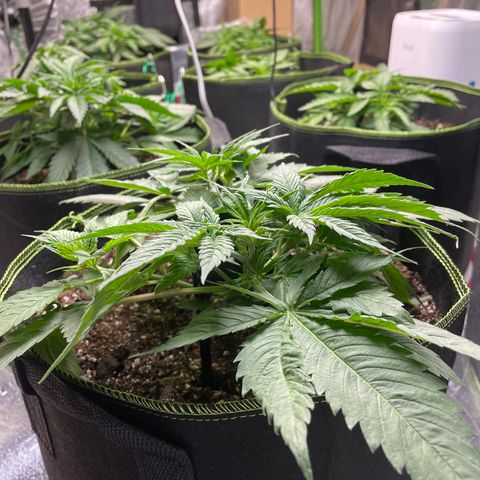 Pineapple Chunk growlog timeline photo