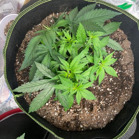 Pineapple Chunk growlog timeline photo