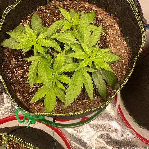 Pineapple Chunk growlog timeline photo