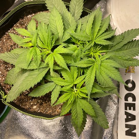 Pineapple Chunk growlog timeline photo