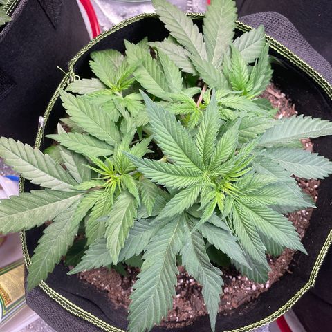 Pineapple Chunk growlog timeline photo