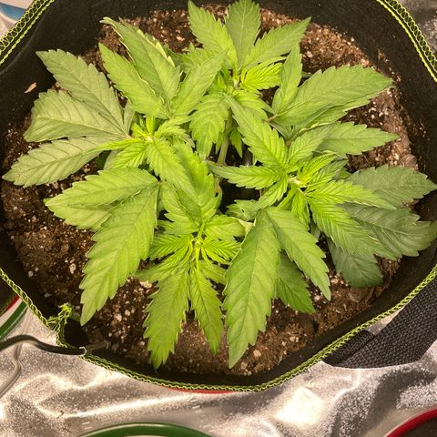 Pineapple Chunk growlog timeline photo