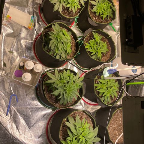 Pineapple Chunk growlog timeline photo