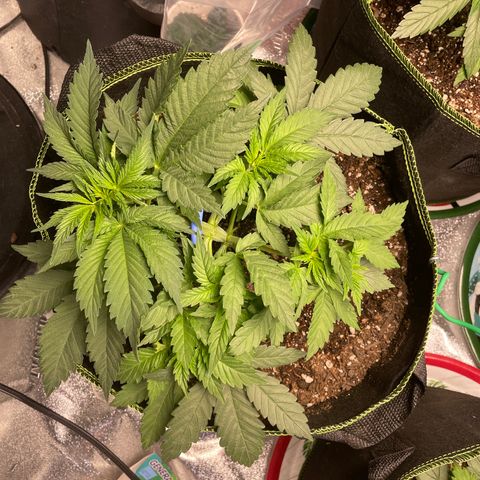 Pineapple Chunk growlog timeline photo