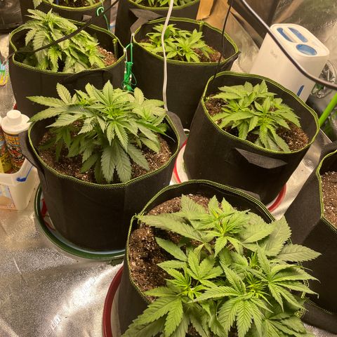 Pineapple Chunk growlog timeline photo