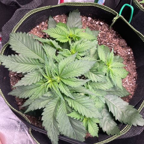 Pineapple Chunk growlog timeline photo