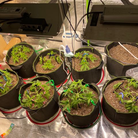 Pineapple Chunk growlog photo: LST 