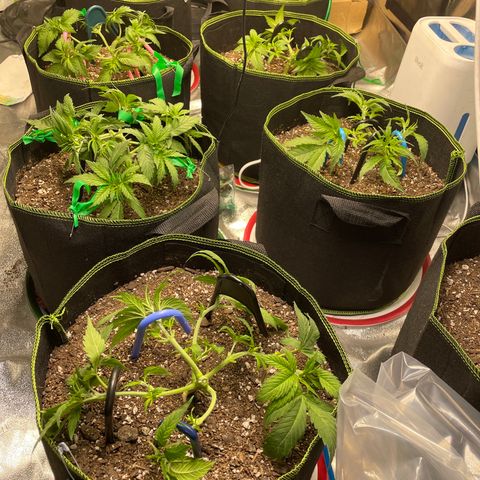 Pineapple Chunk growlog photo: LST 