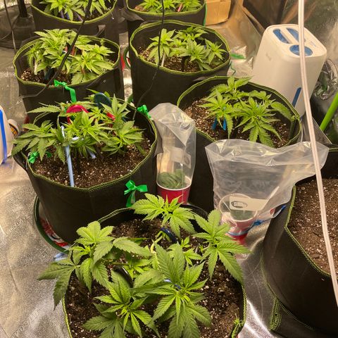 Pineapple Chunk growlog timeline photo