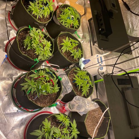 Pineapple Chunk growlog timeline photo