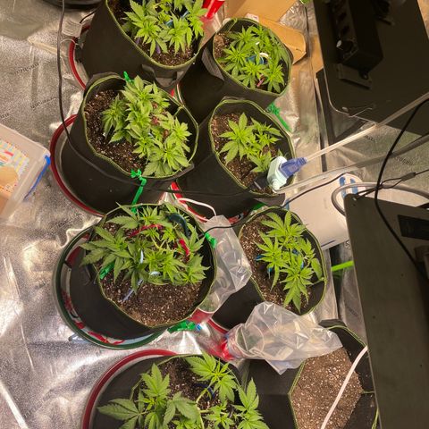 Pineapple Chunk growlog timeline photo