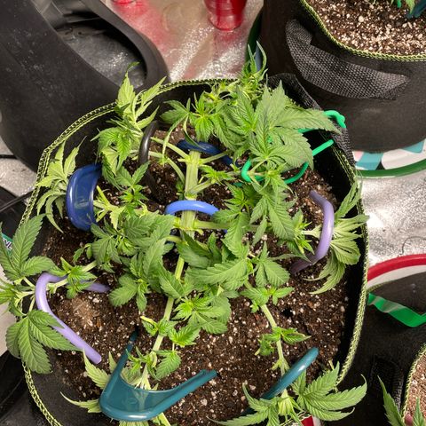 Pineapple Chunk growlog timeline photo