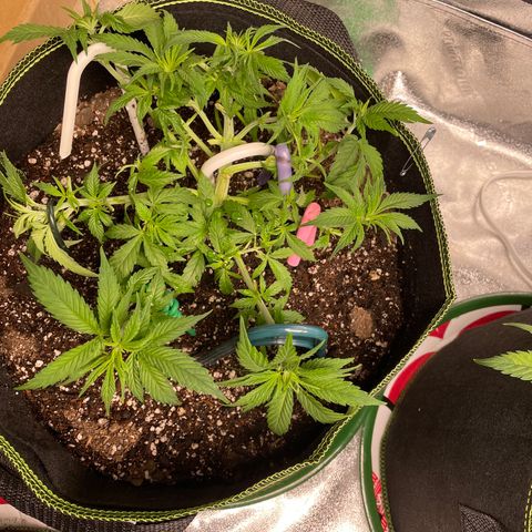 Pineapple Chunk growlog timeline photo