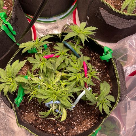 Pineapple Chunk growlog timeline photo