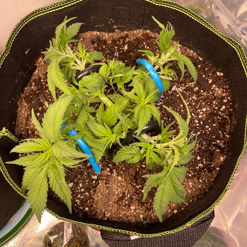 Pineapple Chunk growlog timeline photo