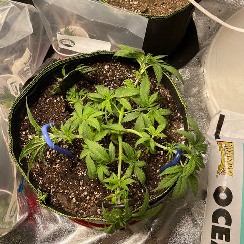 Pineapple Chunk growlog timeline photo