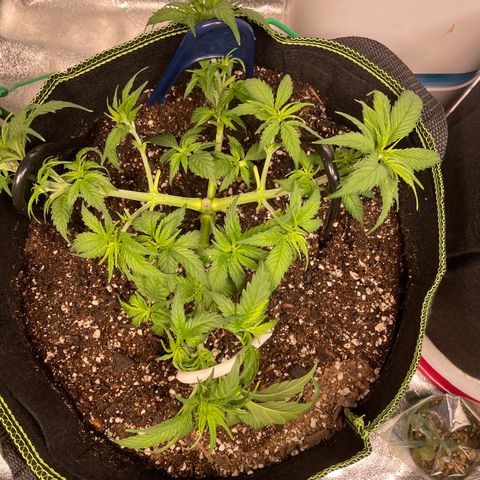 Pineapple Chunk growlog timeline photo