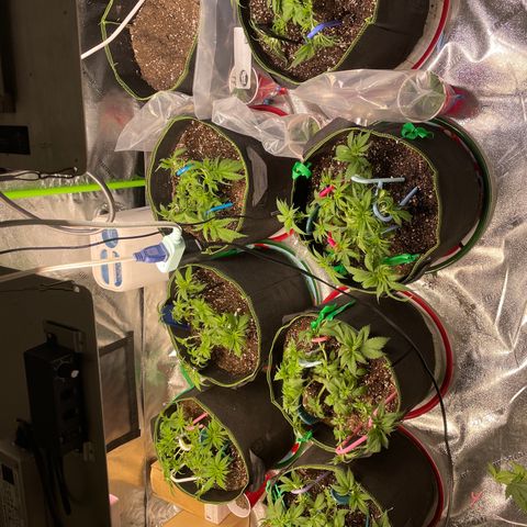 Pineapple Chunk growlog timeline photo