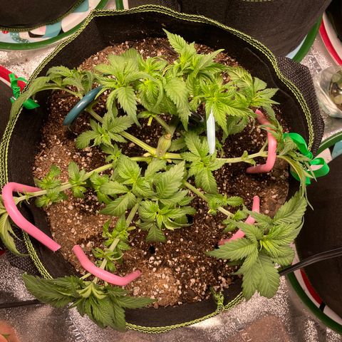 Pineapple Chunk growlog timeline photo