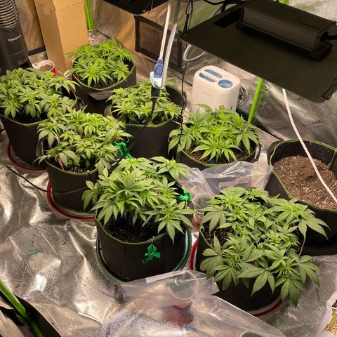 Pineapple Chunk growlog timeline photo