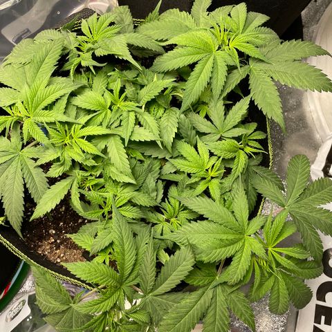 Pineapple Chunk growlog timeline photo