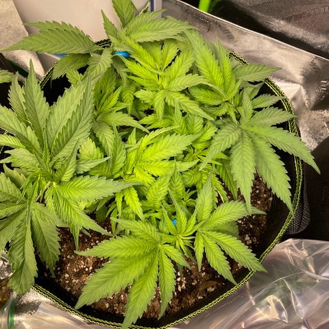 Pineapple Chunk growlog timeline photo