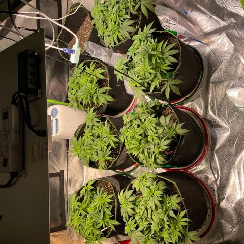 Pineapple Chunk growlog timeline photo
